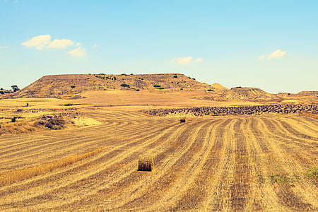 cánh đồng lúa mạch, cảnh quan, nông nghiệp, nông thôn, đất nông nghiệp, vàng, vùng nông thôn