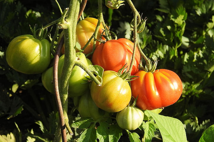 tomates, Bush, verduras, nachtschattengewächs, Bush tomate, alimentos