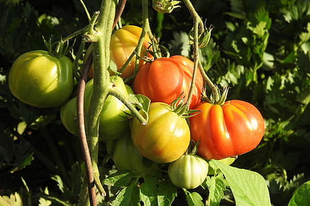 tomatid, Bush, köögiviljad, nachtschattengewächs, Bush tomati, toidu