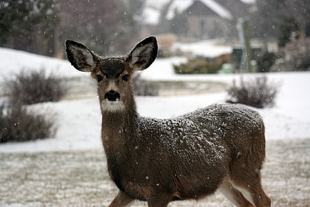 deer, doe, white-tailed, snow, animal, mammal, nature