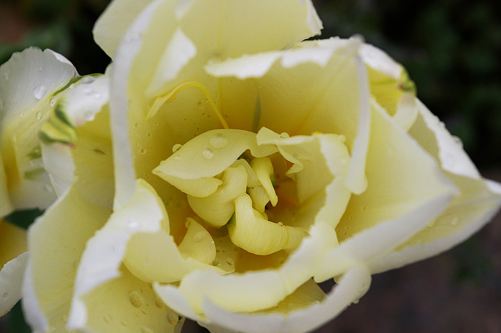 Тюльпани, білі тюльпани, білий, Весна, цвітіння, цвітіння, квітка