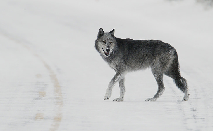 λύκος, μοναχικός, αρπακτικό, χιόνι, άγρια φύση, φύση, άγρια