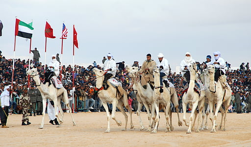 Tunisija, kamieļu sacīkšu, Douz, beduīnu, dzīvnieku, cilvēki