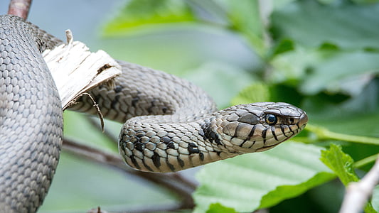 græs snake, Natrix helvetica, slange, natur, krybdyr, dyr, ikke giftigt