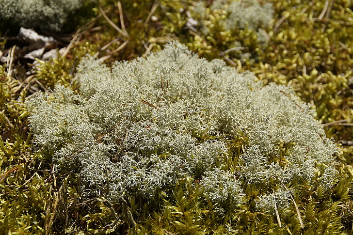 lichen, Moss, agăţare, plante, natura, verde, vegetaţie