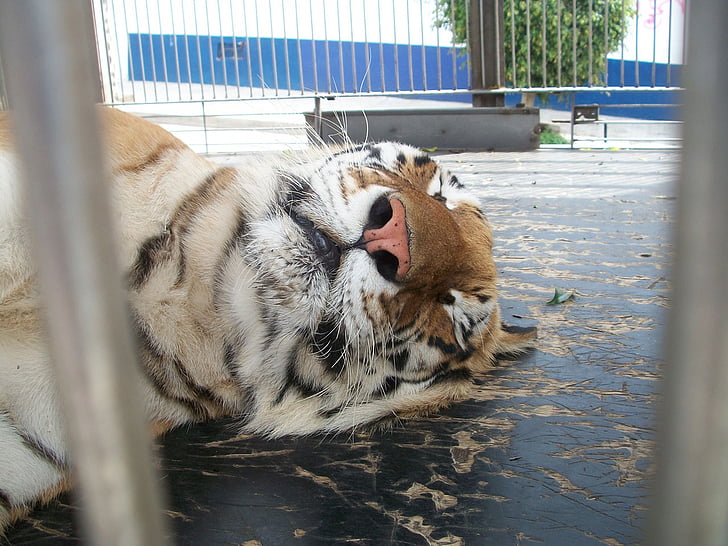 tiger, cage, animal, animals, fauna, rays, nap