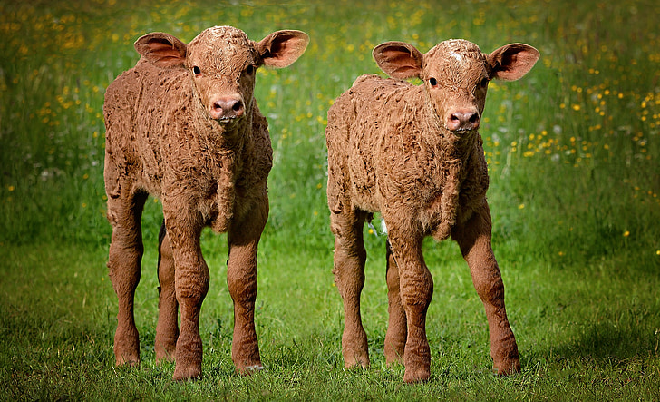 calves, calf, young animal, beef, cattle, livestock, grass