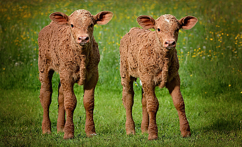 телят, теленок, молодых животных, говядина, крупный рогатый скот, Животноводство, трава