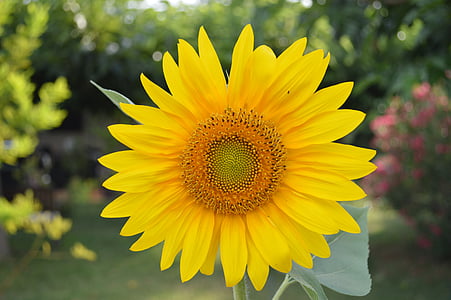 bunga matahari, bunga, kuning, alam, tanaman, kelopak, bunga besar