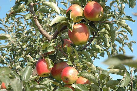 Sutemos ir Aušra, obuolių, derliaus, rudenį, auginimo, vaisių