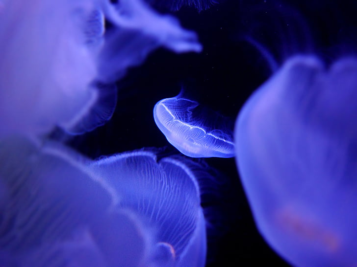 jellyfish, aquarium, underwater, deep sea, sea animal, nature, blue