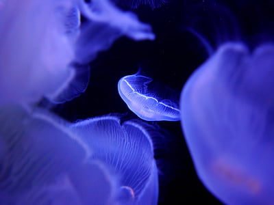 kwallen, Aquarium, onderwater, diepzee, zee dier, natuur, blauw