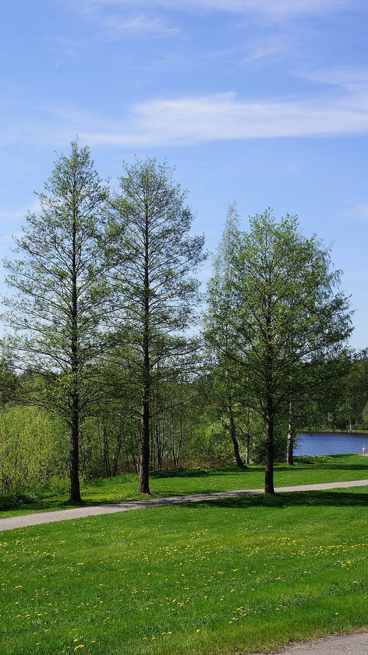 finnish, landscape, deciduous trees, spring, grass, lake, pavement
