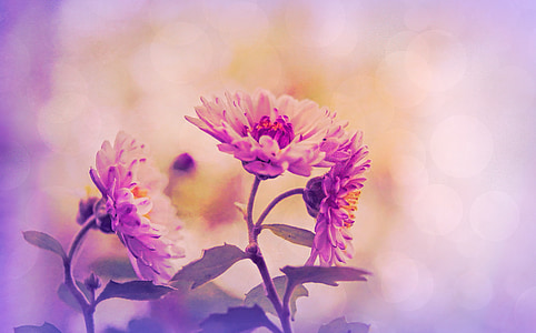 bunga, bunga, Lavender, merah muda, alam, musim semi, Taman
