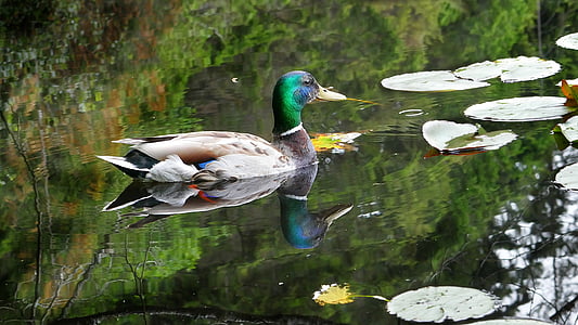 duck, mallard, pond, waterfowl, water, male, drake