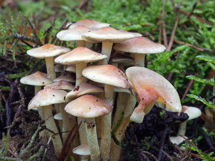 jamur, hutan, hutan jamur, tonblasser schüppling, Pholiota lenta