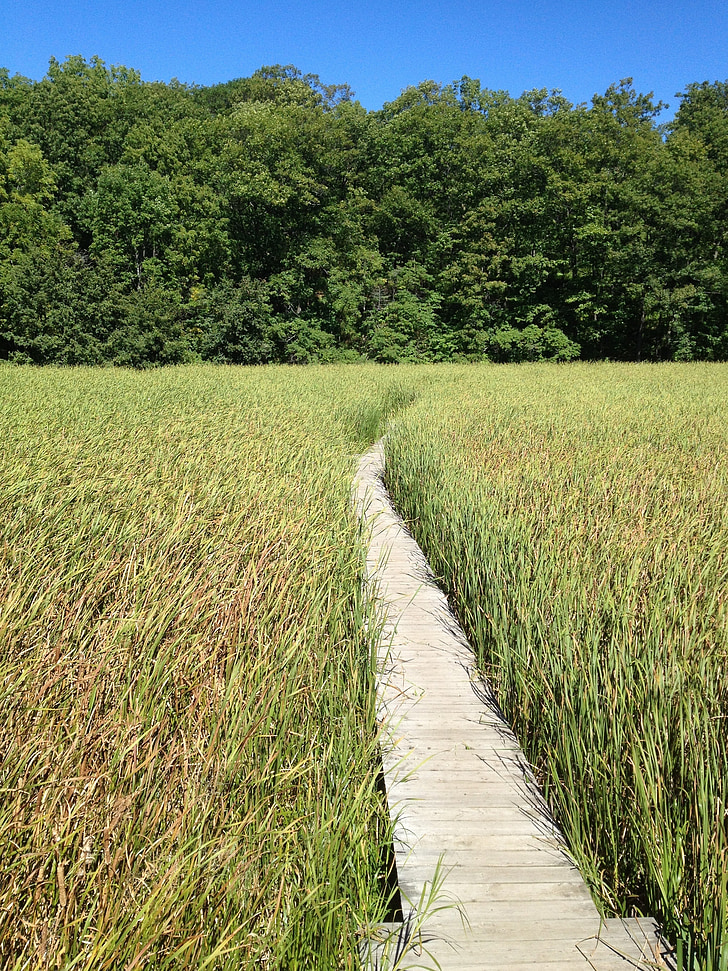 marsh, boardwalk, path, summer, wetland, agriculture, nature