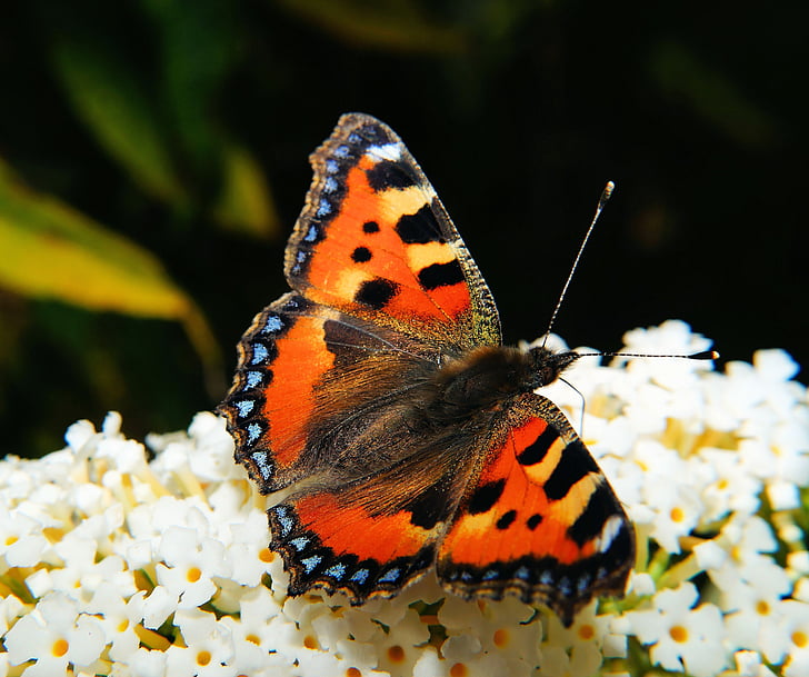 kupu-kupu, rubah kecil, warna, kupu-kupu, edelfalter, nymphalis urticae, Taman