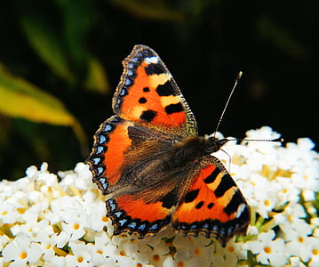 mariposa, pequeño zorro, Color, mariposas, Edelfalter, urticae de Nymphalis, jardín