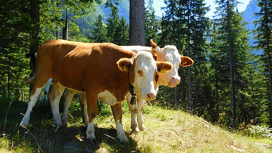 Kühe, Tier, Bauernhof, Alpine, Alpen, Berg, Wald