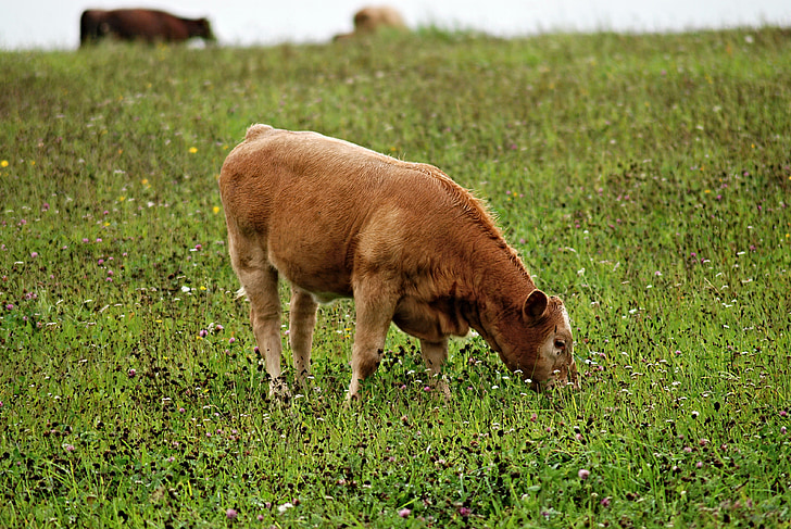 kalven, fest, betesmark, gräs, brun, Cow, Cub