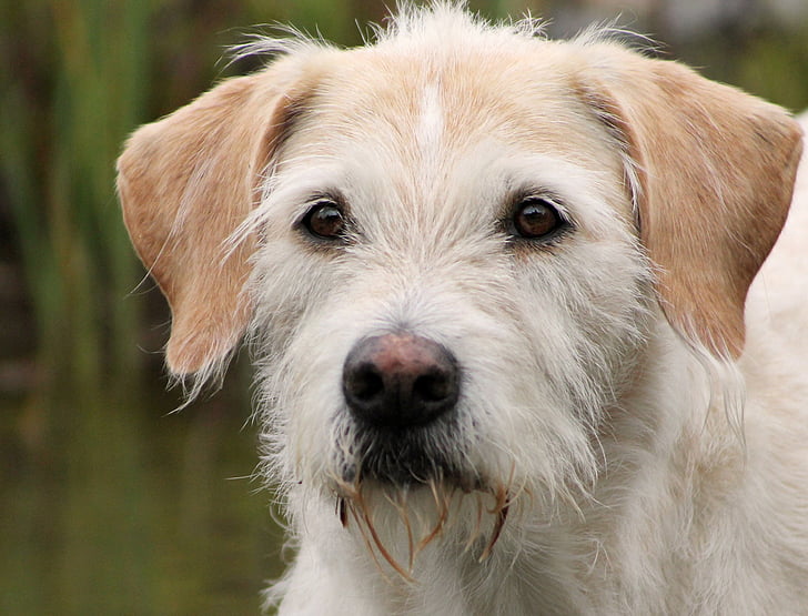 Irish wolfhound hibrīda Bilijs, suns, portrets, labākais draugs, labs