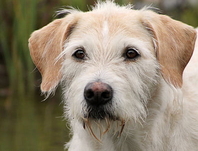 Irski irski pes Volčjak hibridni billy, pes, portret, najboljši prijatelj, dobro