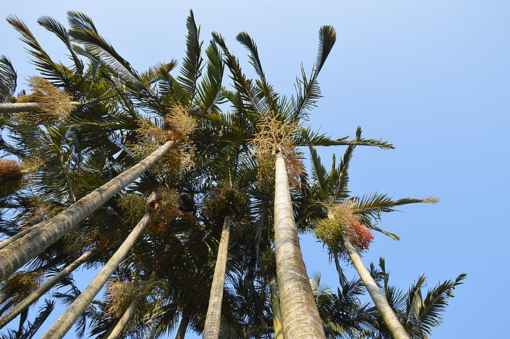 Palm, puu, pikk, lehed, taevas, Tropical