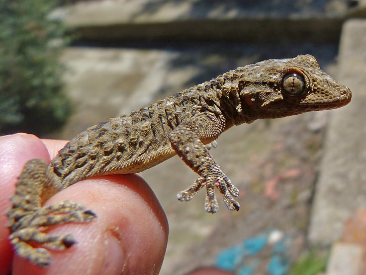 Gecko, Dragón, detalle, mano, Lagarto, reptil, animal