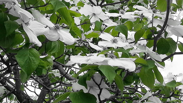 zaļa, baltas puķes, tuvplāns, ziedi, vienkārša, Pavasaris, daba