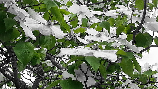 vert, fleurs blanches, gros plan, fleurs, simple, printemps, nature