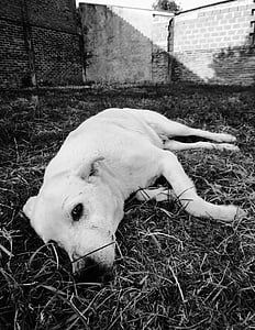 pes, žalosti, sem dolgo, črno-belo, fotografije, leže, pet