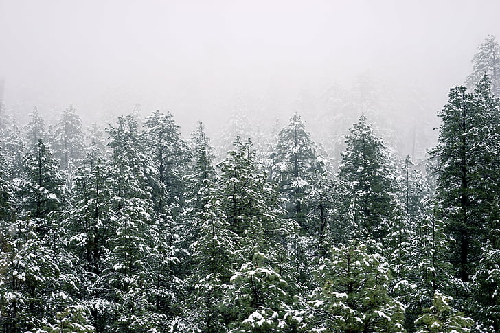 trees, forest, winter, evergreen, nature, green, environment