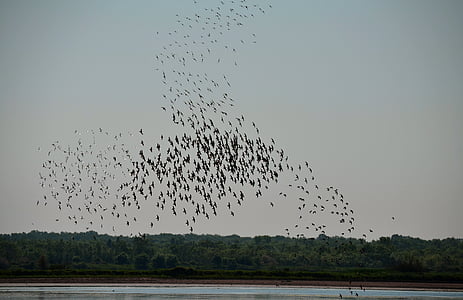 paukščiai, Gamta, migracijos
