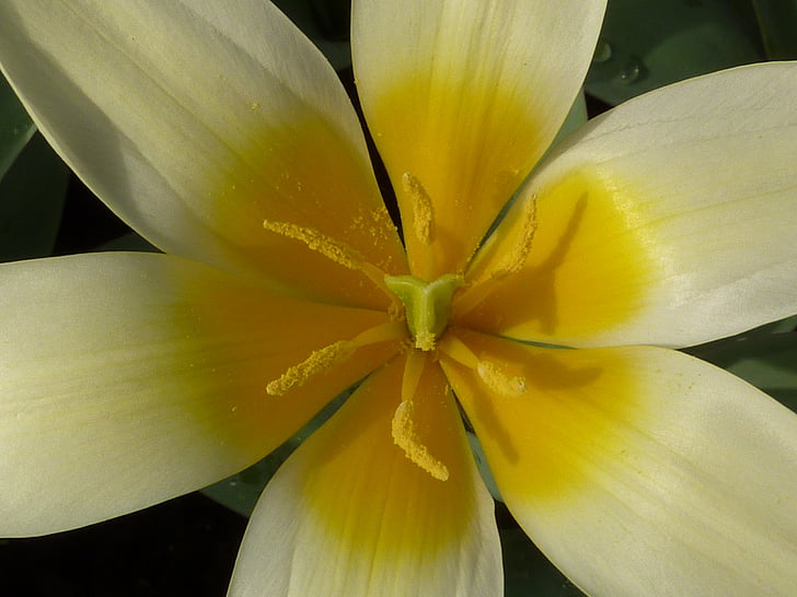 kwiat, Tulipan, żółty, kaufmanniana
