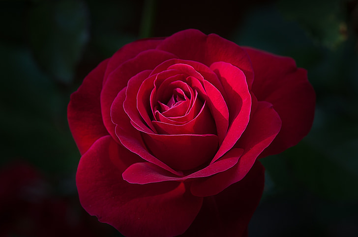 λουλούδι, τριαντάφυλλο, κόκκινο, κόκκινο τριαντάφυλλο, κόκκινο λουλούδι, άνθος, άνθιση
