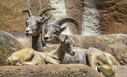 goat, animal, horn, mammal, nature, sheep, zoo