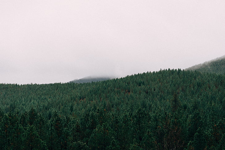 Грийн, дървета, планински, обхванати, мъгла, гора, празно