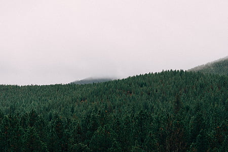 グリーン, 木, 山, 覆われています。, 霧, フォレスト, 空白