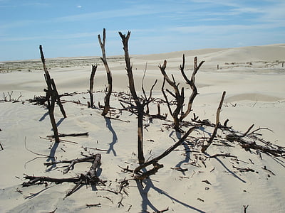 deserto, ramoscelli, sabbia, cielo, ramo, vecchio albero