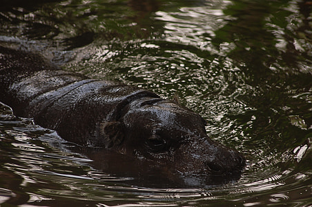 animal, hipopótamo, Parque zoológico, selva, flora y fauna