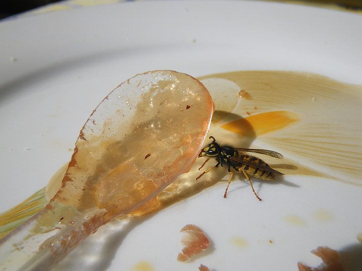 wasp, honey, meal