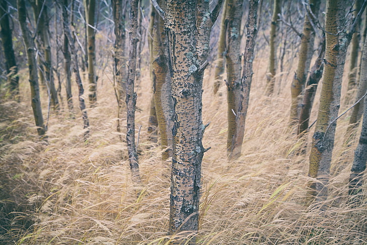 trees, long grass, forest, woods, rural, nature, environment