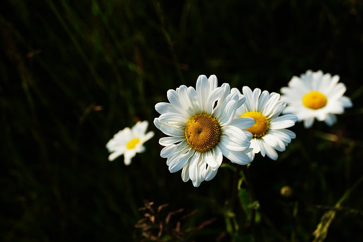 Bokeh, lilled, Makro fotograafia, lill, kroonleht, valget värvi, ebakindluse