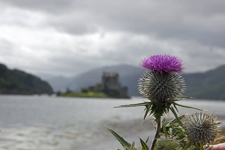dadzis, Skotija, Skotijas, simbols, Violeta, tradicionālā, puķe