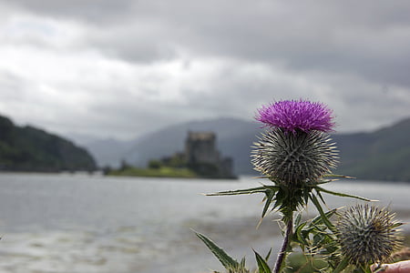 bogáncs, Skócia, skót, szimbólum, lila, hagyományos, virág