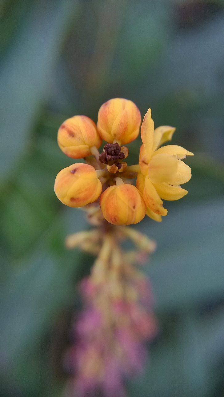 flori salbatice, Close-up, floare