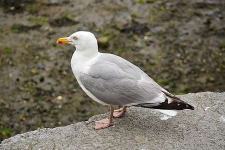 gull, bird, animal, ornithology, seabird, nature, fauna