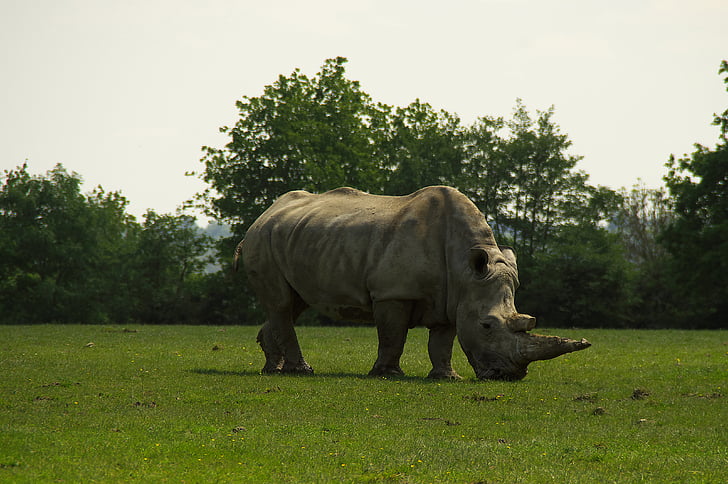 nosorog, Prairie, živali, Afriška wildlife, živali, ena žival, živali teme