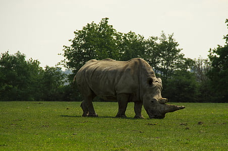 Rinoceronte, pradaria, animal, vida selvagem africana, animais, um animal, temas de animais